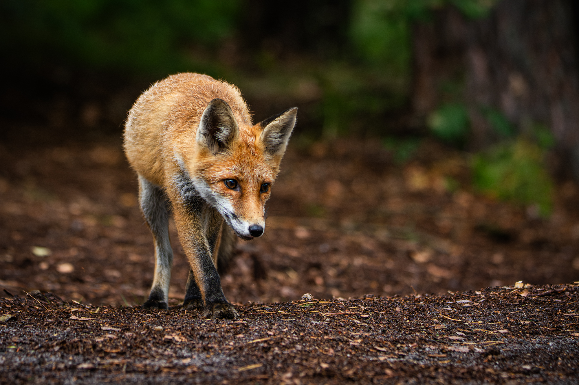 Lis napotkany w otulinie Drawieńskiego Parku Narodowego