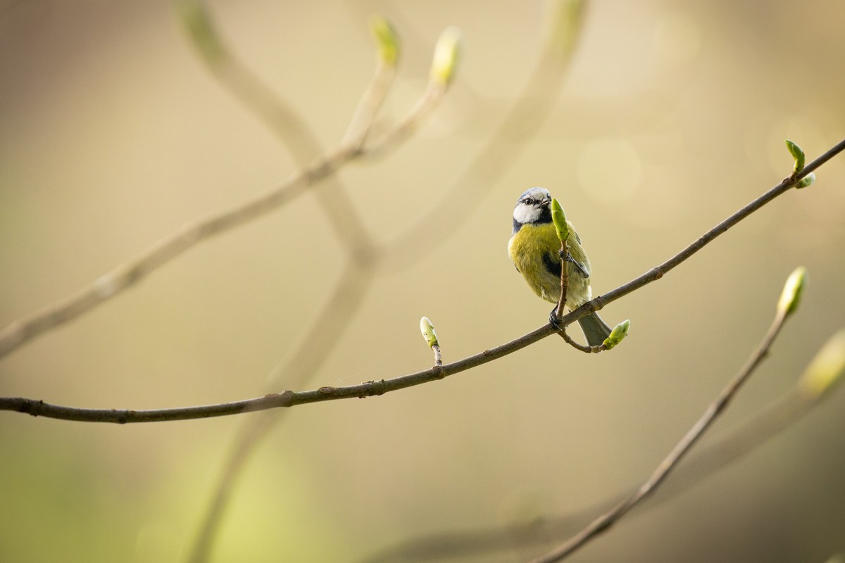 Sikorka przy mikrofonie